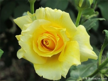 分享10種大花月季品種，開花鮮艷，香味清新
