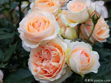 吉納維夫奧爾西月季的優(yōu)缺點是什么？