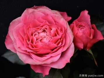 超長(zhǎng)待機(jī)的微月，永遠(yuǎn)的馬焦雷月季