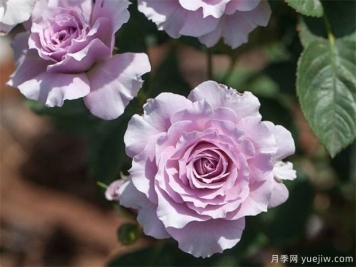 蜻蜓月季，喜歡紫色花必須入手