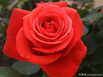 花友寶典，月季養(yǎng)護(hù)要點說明書