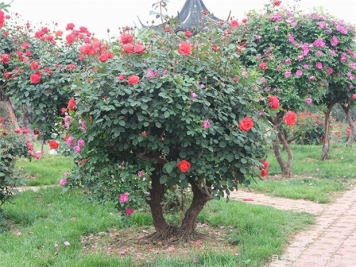 綠化苗木移植準(zhǔn)備工作、標(biāo)準(zhǔn)流程和養(yǎng)護(hù)管理