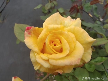 黃玫瑰代表什么意思？黃玫瑰寓意？黃玫瑰的花語是什么？