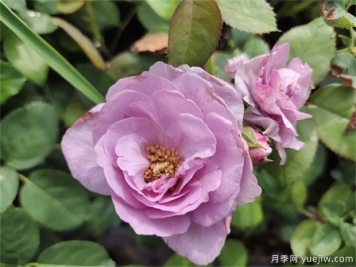 藍(lán)玫瑰花語(yǔ)是什么？藍(lán)玫瑰代表什么意思？