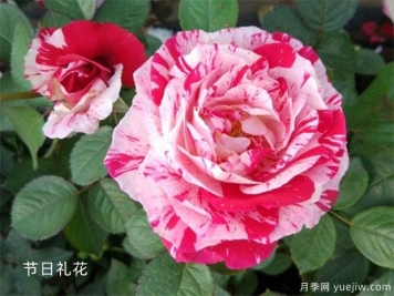 月季花苞為什么打不開？可能是這6點原因，帶上解決辦法