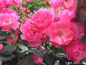 月季八大種類詳解，了解月季如何使用