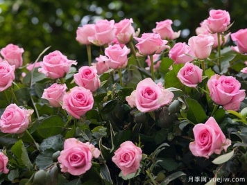 月季花是不是很難養(yǎng)？