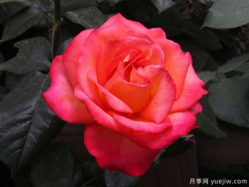 林草工作者必知的名詞術(shù)語，包含林業(yè)草原園林