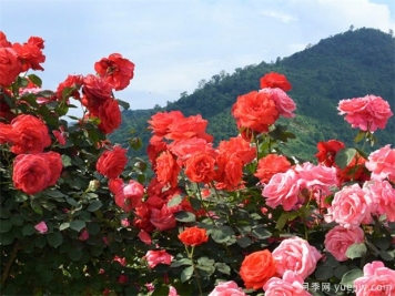 園林苗木行業(yè)必知的專業(yè)術(shù)語，還有哪些不知道？