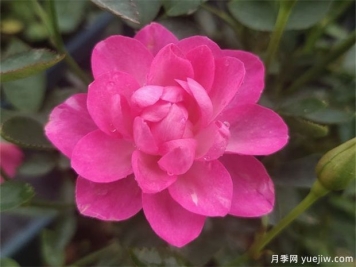 開(kāi)花機(jī)器看微月，推薦12種微型月季品種