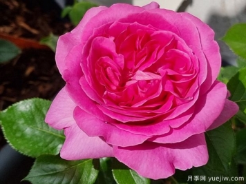特拉芳特月季，月季界的香味王，濃濃水果香