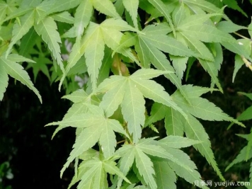 雞爪槭、三角楓、紅楓的區(qū)別辦法和圖片