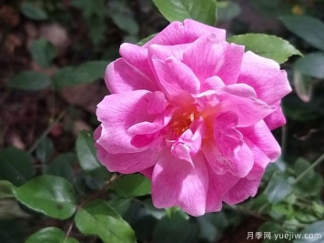 世界古老月季榮譽(yù)殿堂，12個老月季名人堂品種大全