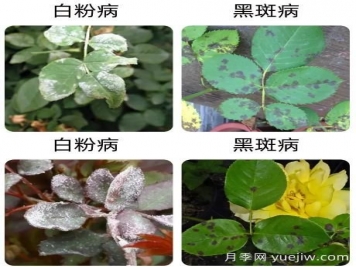 輕松識別月季病蟲害，還有治療技巧