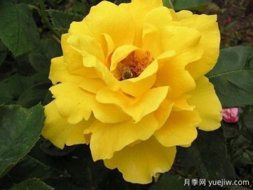 點石成金月季