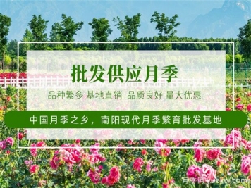 月季最新批發(fā)價格表，2025年4月月季網(wǎng)行情報價