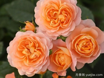 推薦十大勤花月季品種，一年四季花開不斷