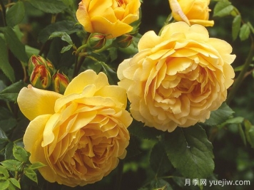 介紹8種超美月季品種，開花時(shí)都美到爆