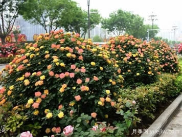如何使用造型月季為主題打造迷人花園？