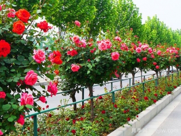 月季花為什么要種在城市綠化帶？原來月季渾身都是寶！
