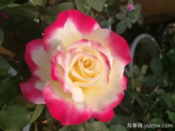 8個濃香開花勤的品種，讓你一次性養(yǎng)個夠