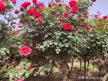 月季花友必看 一問一答養(yǎng)好月季花！
