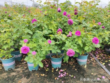 為什么椰磚種月季容易死？防范措施是什么？