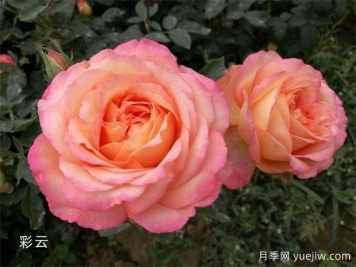 月季專業(yè)知識，分類/花型/花色/花香