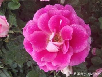 月季花的開(kāi)花持續(xù)時(shí)間有多長(zhǎng)？