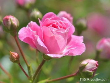 月季花茶有哪些功效呢？不僅美容養(yǎng)顏還養(yǎng)生