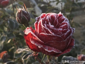 暴雪過后，月季苗該如何養(yǎng)護？才能放心越冬