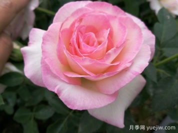 百種花語(yǔ)大全，傾聽(tīng)花卉的語(yǔ)言