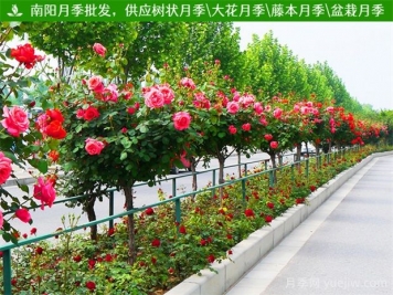 園林綠化苗木品種怎么選？