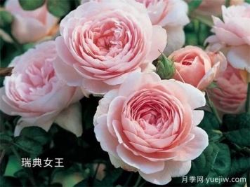 100種月季玫瑰品種圖鑒大全，你認(rèn)識(shí)有沒(méi)有超過(guò)10個(gè)？