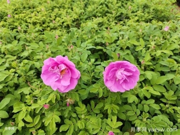 月季花和玫瑰花有區(qū)別嗎？