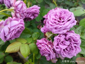 花店的玫瑰是切花月季，如何認(rèn)清月季與玫瑰、薔薇的區(qū)別