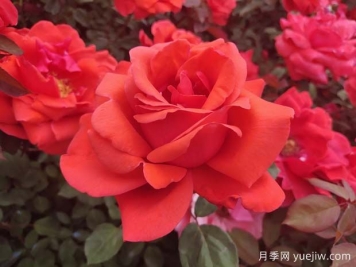 推薦7款經(jīng)典月季品種，勤花好養(yǎng)