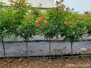 嫁接月季砧木用山木香好還是野薔薇好？