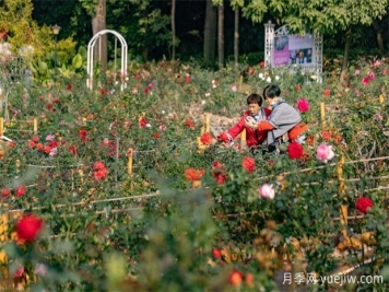 冬日爛漫花海惹人醉，廣州云臺花園1.2萬棵月季花盛放