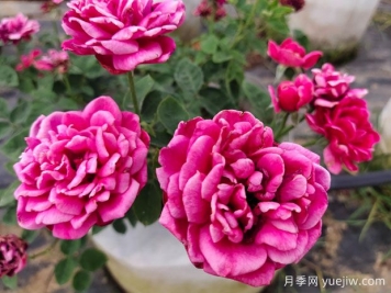 好養(yǎng)的4種月季花，可以種在陽(yáng)臺(tái)或庭院里
