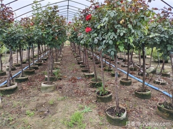 2024年綠化苗木種植風(fēng)向標(biāo)，苗木如何才能掙錢？