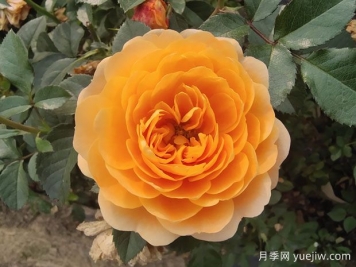 為什么很多花友喜愛橙色的月季花？
