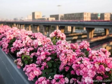 杭州高架月季實現(xiàn)定期開花，是如何進行花期調(diào)控的？