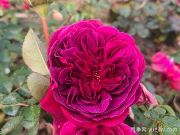 情人節(jié)送藍色妖姬還是紅玫瑰？