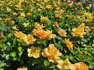 內鄉(xiāng)月季公園月季盛開，賞花游人如織