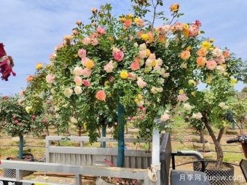 558種常見(jiàn)園林植物大全集錦，干貨滿滿，園林人必知