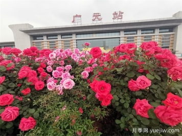 廣元月季應用和景觀圖集