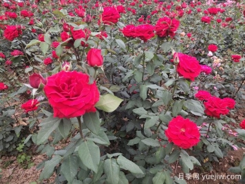 德陽市花月季擴(kuò)大種植，打造城市綠化風(fēng)景線