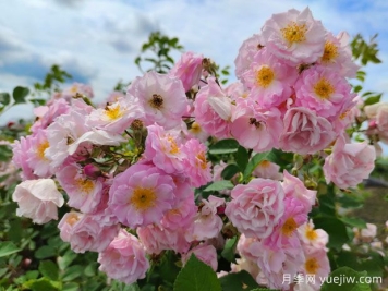薔薇修剪辦法，讓花開的更繁茂