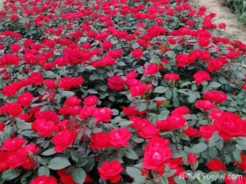 豐花月季花苗什么地方多？基地批發(fā)價(jià)格如何？